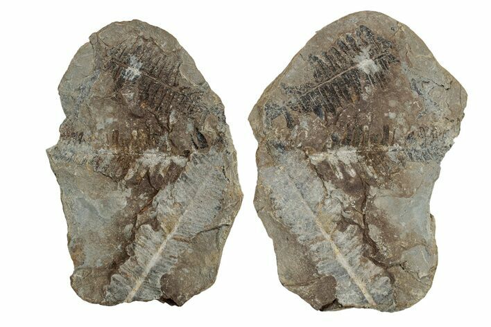 Fossil Fern (Pecopteris) Nodule Pos/Neg - Mazon Creek #270162